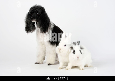 Miniatur Pudel Harlekin und Löwe Mähne Zwerghasen weiß und Hotot Hauskaninchen Stockfoto