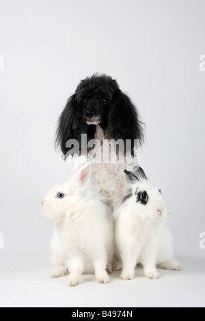 Miniatur Pudel Harlekin und Löwe Mähne Zwerghasen weiß und Hotot Hauskaninchen Stockfoto