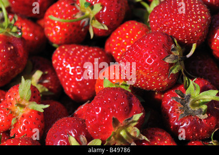 Erdbeeren pflücken Minnesota Bauernhof. Stockfoto