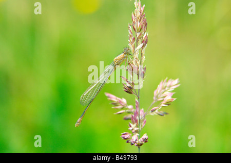 Einzigen weiblichen knappen blauen tailed Damselfly Ischnura Pumilio ließ sich auf einem Rasen-Stiel mit Flügeln versteckt zurück Stockfoto