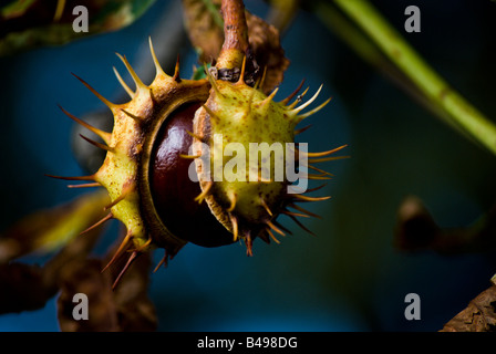 Nahaufnahme von Aeculus Hippocastanum oder Rosskastanie Stockfoto