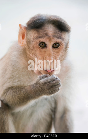 Junge Motorhaube Makaken-Affen essen Erdnüsse. Indien Stockfoto