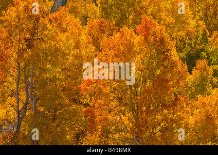 Goldener Herbst Espen in Lundy Canyon Toiyabe National Forest Sierra Nevada Mountains, Kalifornien Stockfoto