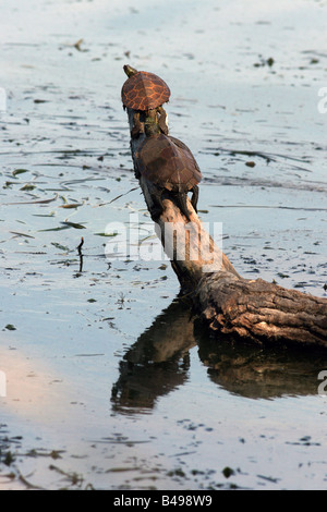 Zwei bemalte Schildkröten Sonnen am log Stockfoto