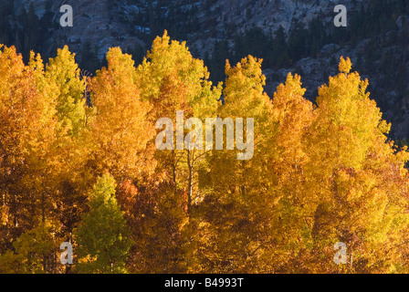 Goldener Herbst Espen entlang Rush Creek östlichen Berge der Sierra Nevada-Kalifornien Stockfoto