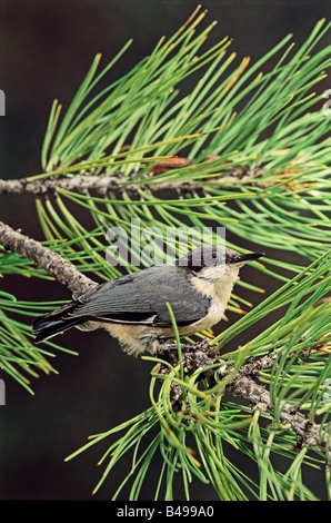 Pygmy Kleiber Sitta Pygmaea Pinetop ARIZONA USA Juli Erwachsenen vorübergehend CAPTIVE SITTIDAE Stockfoto