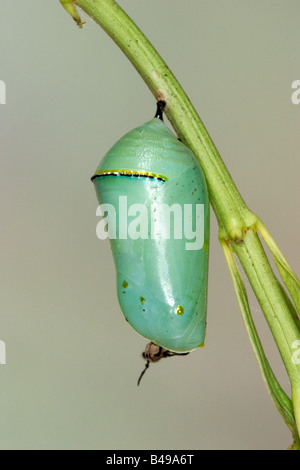 Königin Danaus Gilippus Strigosus Tucson ARIZONA USA 13 August Pupa Danainae Stockfoto