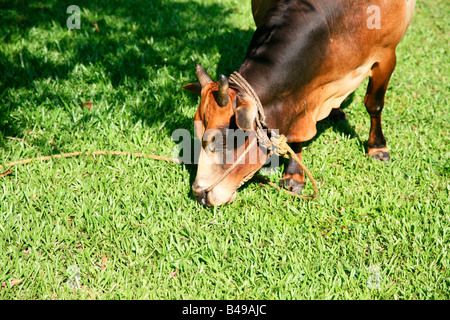 Vechoor Kuh, eine gefährdete Spezies Kuh gefunden in Kerala, Indien Stockfoto