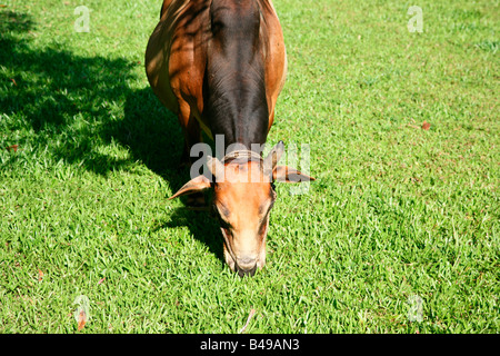 Vechoor Kuh, eine gefährdete Spezies Kuh gefunden in Kerala, Indien Stockfoto