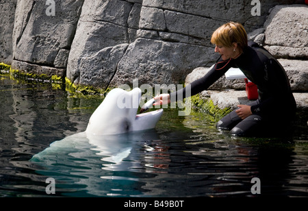 Beluga-Wal mit Trainer in Vancouver Aquarium, Britisch-Kolumbien, Kanada. Stockfoto