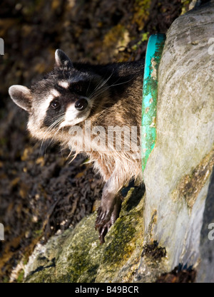 Waschbären, die auf der Suche nach Nahrung im Stanley Park, Vancouver, Kanada Stockfoto