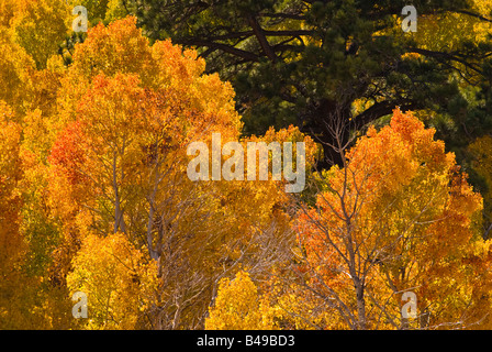 Goldener Herbst Espen in Lundy Canyon Toiyabe National Forest Sierra Nevada Mountains, Kalifornien Stockfoto