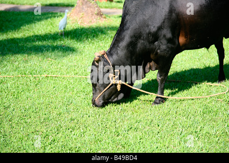 Vechoor Kuh, eine gefährdete Spezies Kuh gefunden in Kerala, Indien Stockfoto