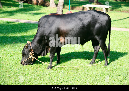 Vechoor Kuh, eine gefährdete Spezies Kuh gefunden in Kerala, Indien Stockfoto