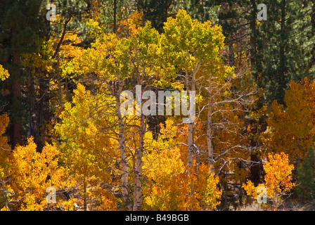 Herbst-Espen in Lundy Canyon Toiyabe National Forest Sierra Nevada Mountains, Kalifornien Stockfoto