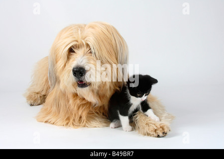 Gemischte Rasse Hund und Katze Kätzchen 8 Wochen Stockfoto