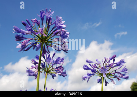Schmucklilie gegen blauen Himmel Agapanthus praecox Stockfoto