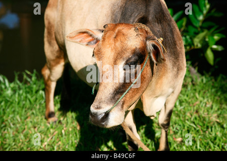 Vechoor Kuh, eine gefährdete Spezies Kuh gefunden in Kerala, Indien Stockfoto