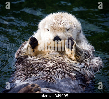 Sea Otter Enhydra Lutris schwimmen auf dem Rücken im Vancouver Aquarium, British Columbia, Kanada. Stockfoto