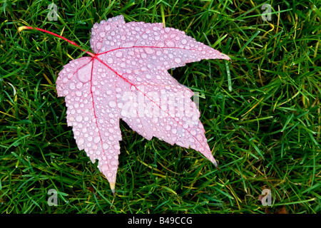 Ein rotes Ahornblatt, der ins Gras gefallen hat ist mit Tautropfen zu Beginn des Herbstes bedeckt. Stockfoto