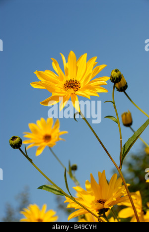 Stock Foto von der gelben Blüte Helianthus Maximiliani das Bild wurde gegen einen blauen Sommerhimmel Stockfoto