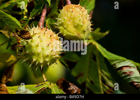 Nahaufnahme von Aeculus Hippocastanum oder Rosskastanie Stockfoto