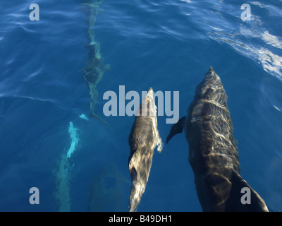 Delfine an der Wainae Küste von Oahu, Hawaii Stockfoto