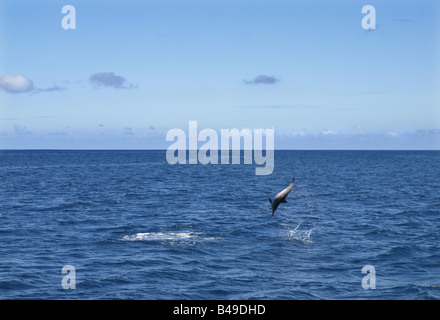 Delfine an der Wainae Küste von Oahu, Hawaii Stockfoto