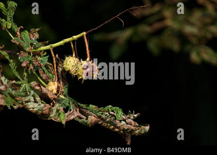 Nahaufnahme von Aeculus Hippocastanum oder Rosskastanie Stockfoto