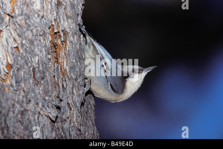 Pygmy Kleiber Sitta Pygmaea Tucson Arizona USA Juni Erwachsenen Sittidae Stockfoto