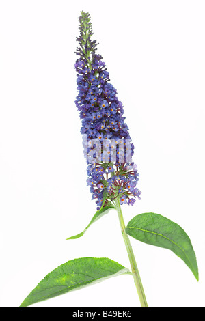 Sommerflieder Davidii Empire Blue Stockfoto