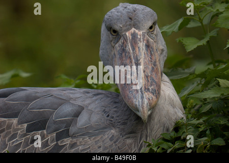 Schuhschnabel Storch Schuh Bill Vogel Uganda Afrika Stockfoto