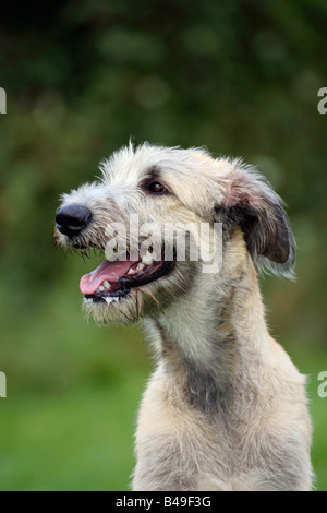 Irischer Wolfshund 6 Monate Stockfoto