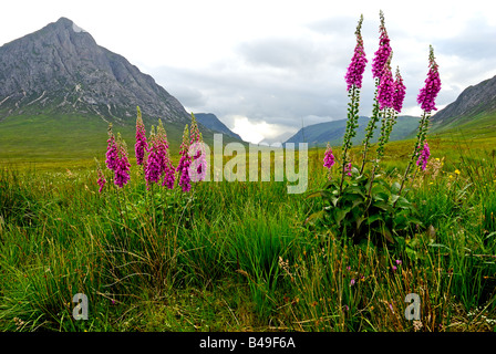 Blick nach unten Glen Etive in Richtung Stob Dubh, Glencoe, West Highlands, Schottland, UK Stockfoto