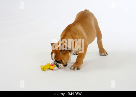 Spielzeug Englische Bulldogge