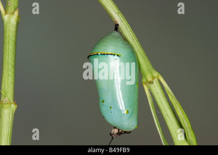 Königin Danaus Gilippus Tucson ARIZONA USA 13 August Pupa Danainae Stockfoto