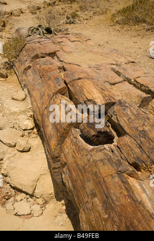 Versteinertes Holz und Welwitschia Pflanze Namibia Stockfoto