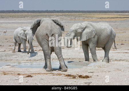 Afrikanische Elefanten Loxodonta Africana am Wasserloch Etosha Nationalpark Namibia Stockfoto