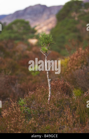 Scots Kiefer Pinus Sylvestris Bäumchen mit Heidekraut und Berge im Hintergrund bei Glen Strathfarrar, Highlands, Schottland im April. Stockfoto