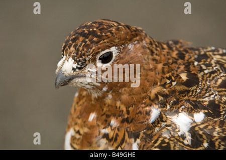 Willow Ptarmigan (Lagopus Lagopus) im Herbst Gefieder, auf der Suche nach Nahrung und Kiesel im Denali Nationalpark, Alaska. Stockfoto