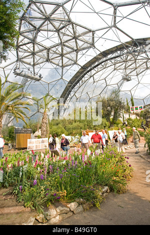 Im Inneren mediterranen Biom Eden Projekt Bodelva St Austell Cornwall UK Stockfoto