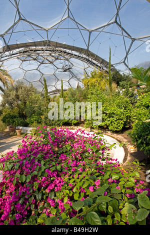 Im Inneren mediterranen Biom Eden Projekt Bodelva St Austell Cornwall UK Stockfoto