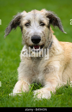 Irischer Wolfshund 6 Monate Stockfoto