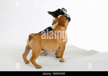 Französische Bulldogge und englische Bulldogge Welpen 3 Monate Stockfoto