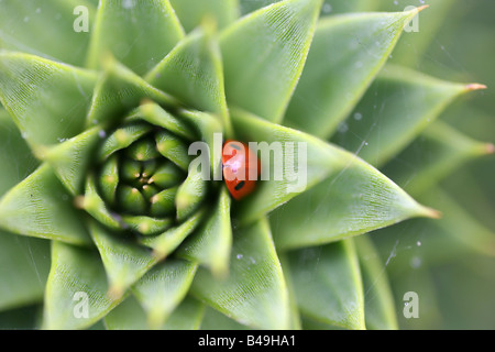 Nahaufnahme Schuss des Laubes ein Affe puzzle Baum mit einem Marienkäfer drauf. Stockfoto