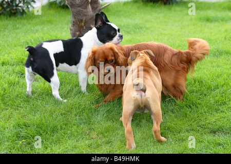 Französische Bulldogge Cavalier King Charles Spaniel und englische Bulldogge Welpen 3 Monate Stockfoto