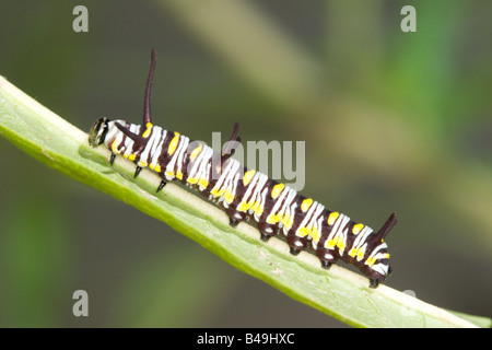 Königin Danaus Gilippus Tucson ARIZONA USA 25 August Larve Danainae Stockfoto