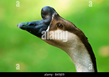 Eine Nahaufnahme Farbfoto eines chinesischen Gans (005) Blick von der Seite. Nahaufnahme (Makro) Stockfoto