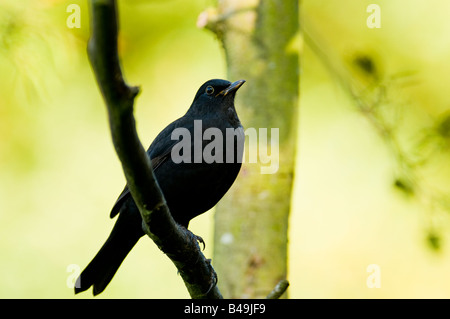 Schwarzer Vogel "Turdus Marula" thront auf einem Ast in einem Wald im Vereinigten Königreich. Stockfoto