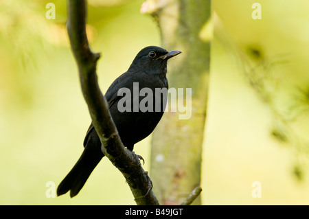 Schwarzer Vogel "Turdus Marula" thront auf einem Ast in einem Wald im Vereinigten Königreich. Stockfoto